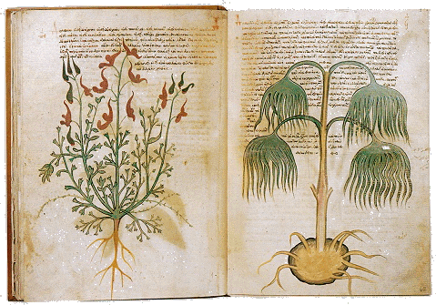 A page from Pliny the Elder's Natural History